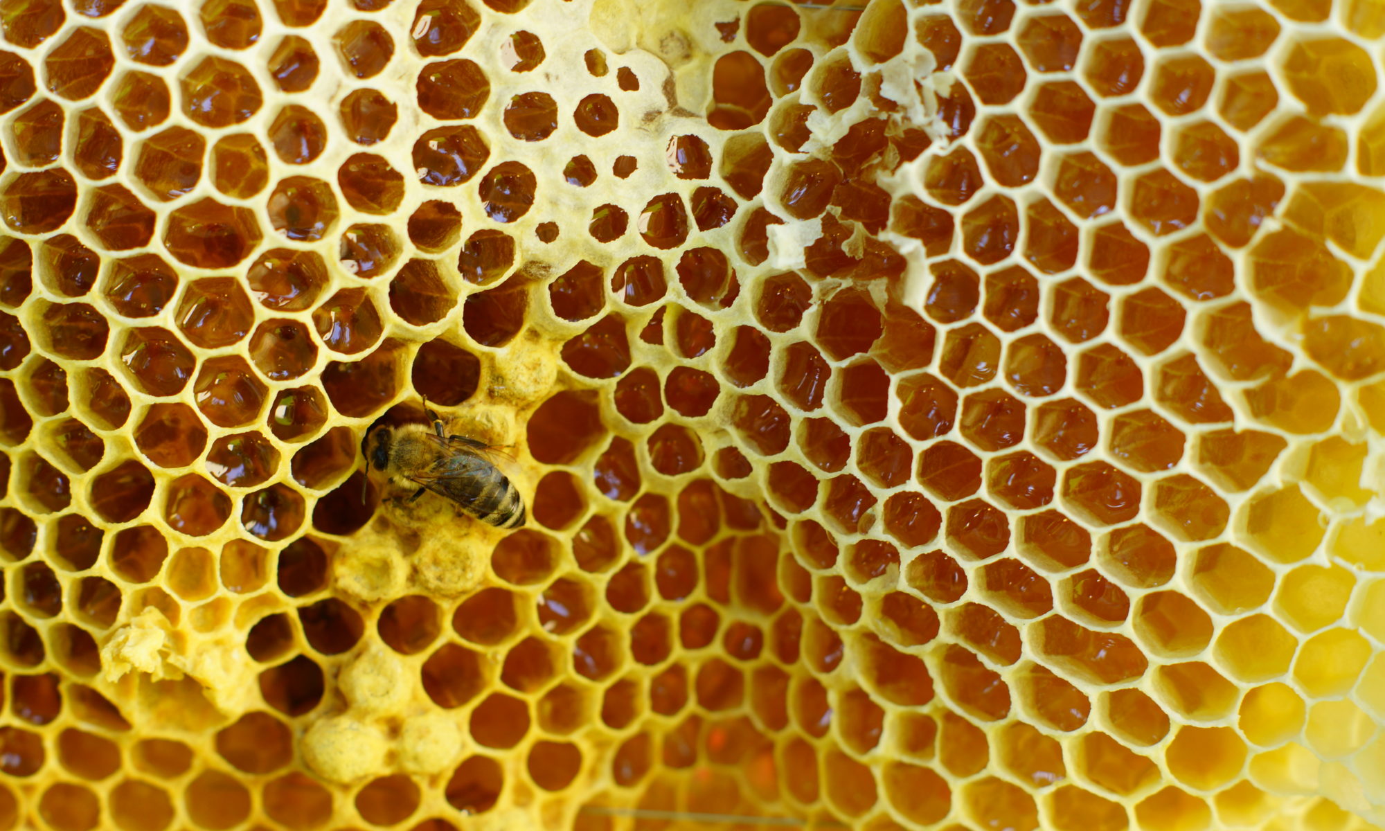 Foto einer Biene auf einer Wabe